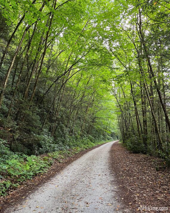 Flat gravel rail trail with green trees arching overhead creating shade.