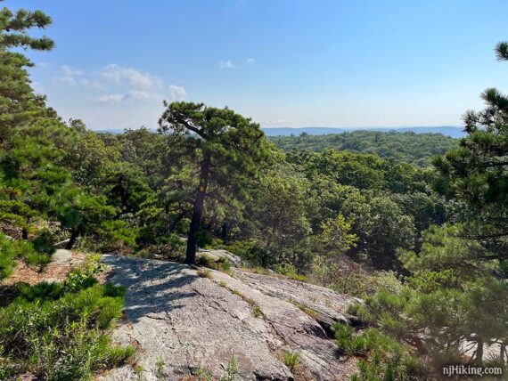 Pine tree with trail markers on a prominent rock outcropping.