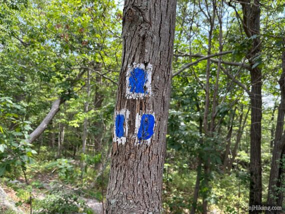 Three blue and white trail markers on a tree.