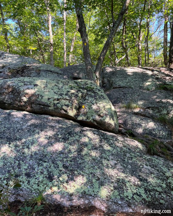 Vertical rock with a tree trunk in the shape of a V.