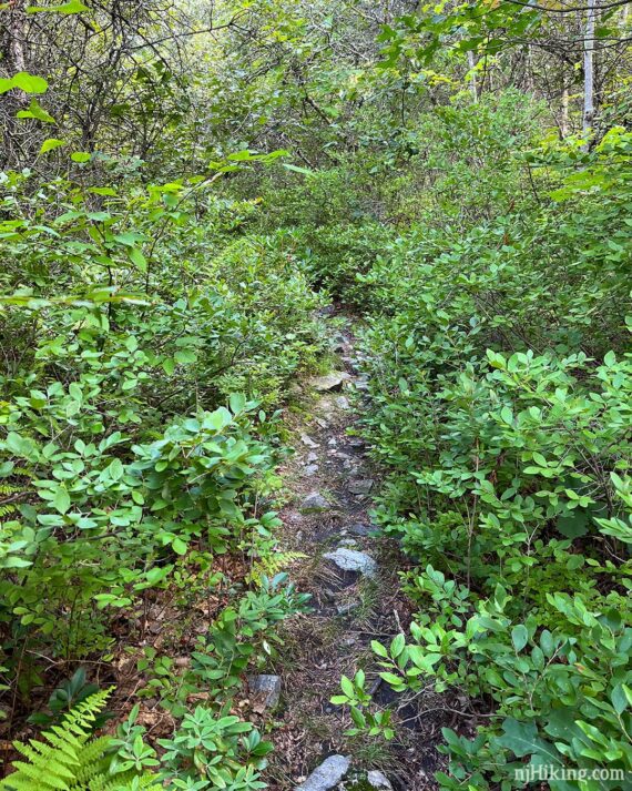 Narrow and overgrown Buckwood trail.