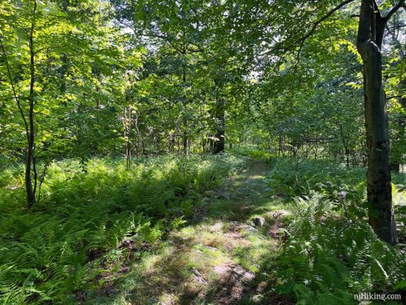 Rocky and grassy woods road.