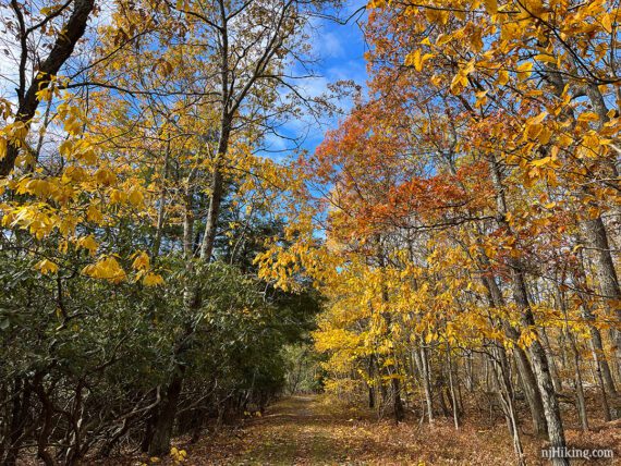 Bright yellow foliage along a hiking trail.