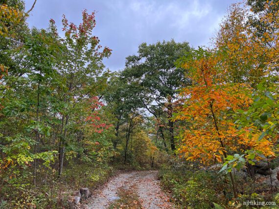 Bright orange foliage along the Appalachian Trail.