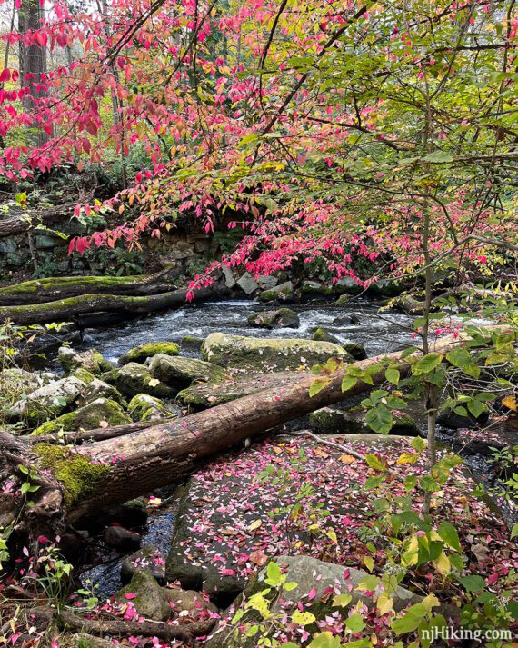 Rocky stream with bright pink leaves.