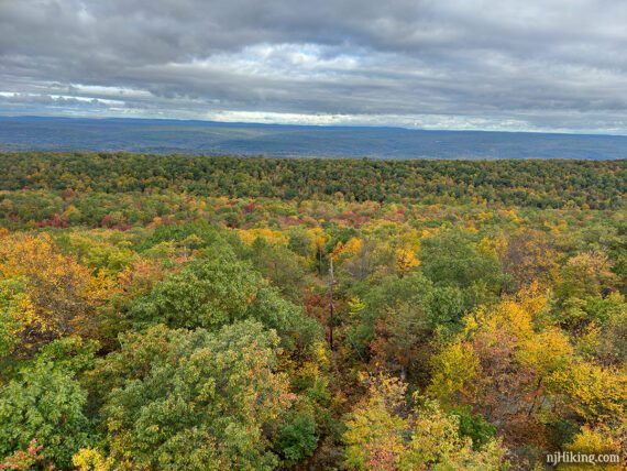 Large expanse of forest with multicolored leaves.