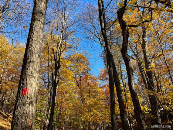 Bright yellow foliage on the red trail.