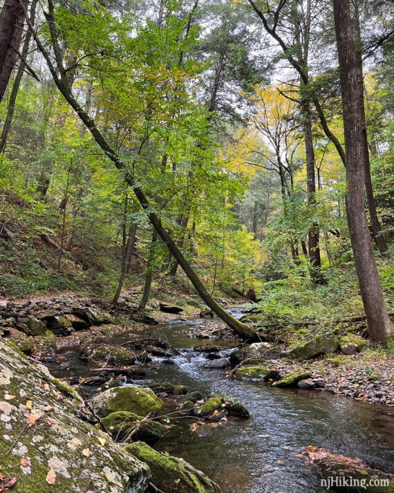 Stream surrounded by green and yellow foliage.