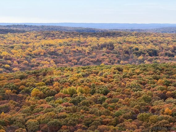 Foliage zoom at the hawk watch.