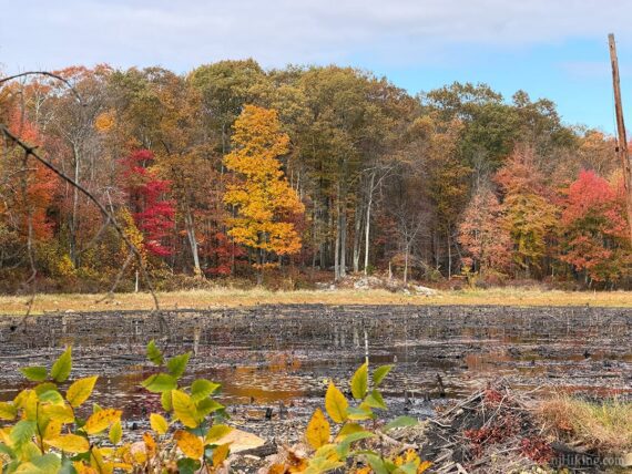 Foliage around beaver pond.