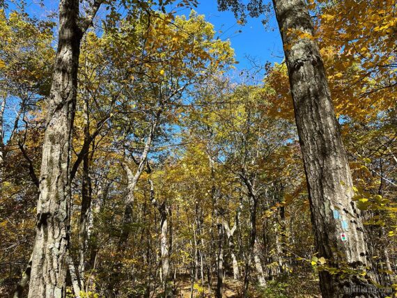 Bright yellow foliage on the Monument Trail.