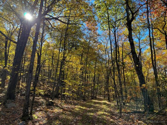 Foliage at High Point.
