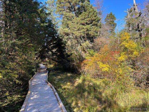 Cedar Swamp at High Point.