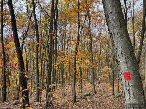 Yellow foliage along a trail.