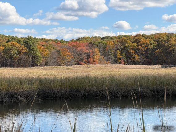 Marshy area by the crabbing bridge.