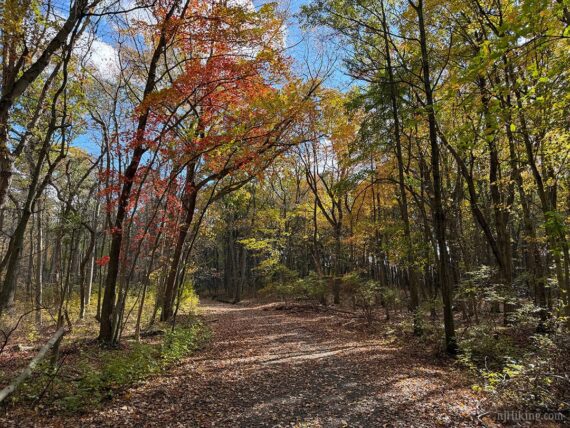 Woods road in Cheesequake.