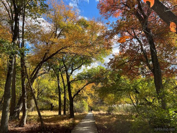 Cheesequake foliage over a boardwalk.