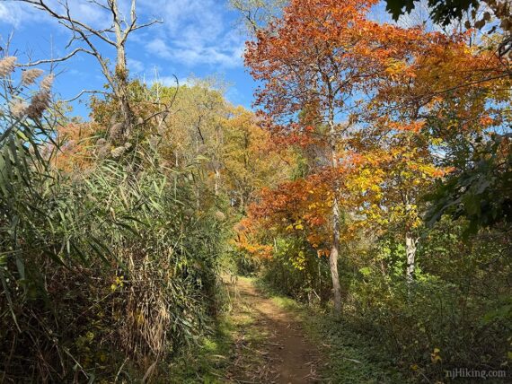 Colorful foliage at Clayon.