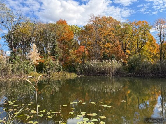 Pond at Clayton Park.