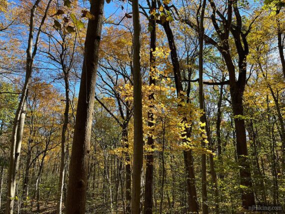 Yellow foliage on trees.