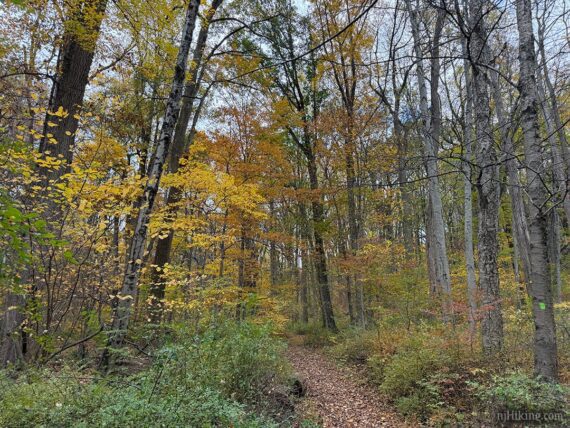 Trail at Jockey Hollow.