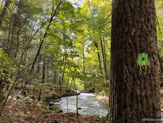 Green with black dot trail marker on a tree next to a river.