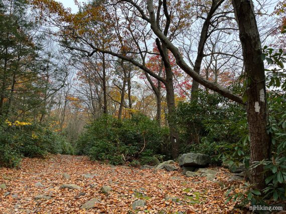 Two white Appalachian Trail markers on a tree at an intersection with a woods road.