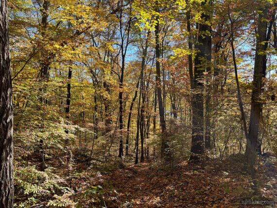 Fall foliage at Monksville Reservoir.