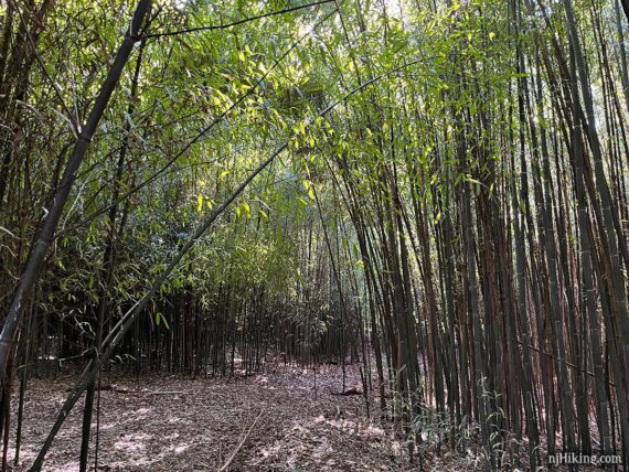 Tall bamboo plants lining a trail.