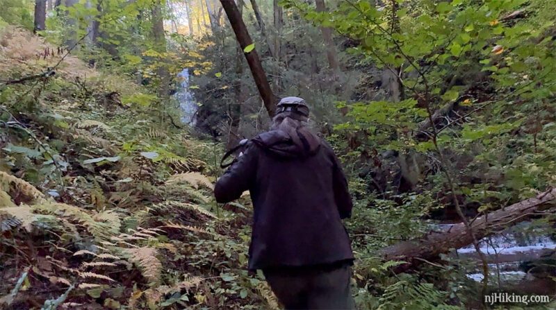 Hiker on overgrown trail along a stream approaching a waterfall.