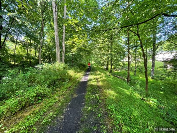 Bike rider on a narrow dirt path surrounded by green foliage.