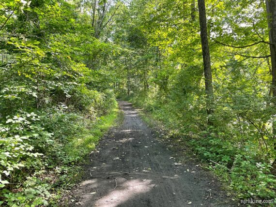 Flat dirt rail-trail with green trees on either side.