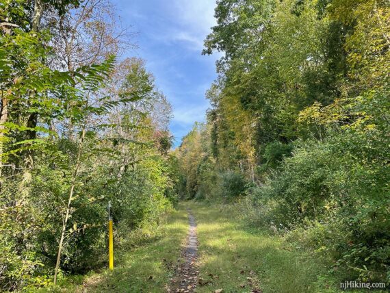 Narrow dirt track with grass on either side of a pipeline cut through trees.