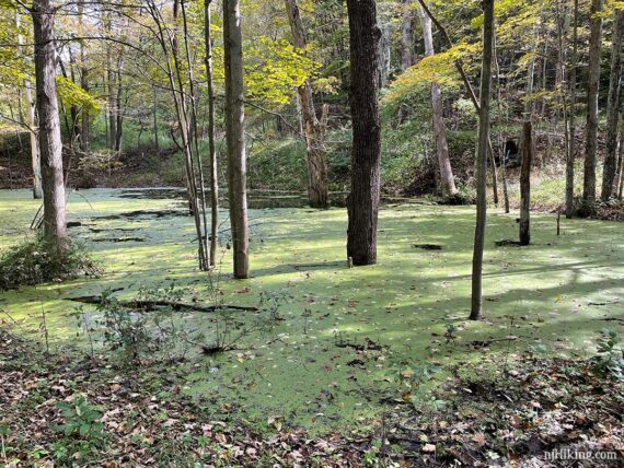 Large pool of water covered in green algae.