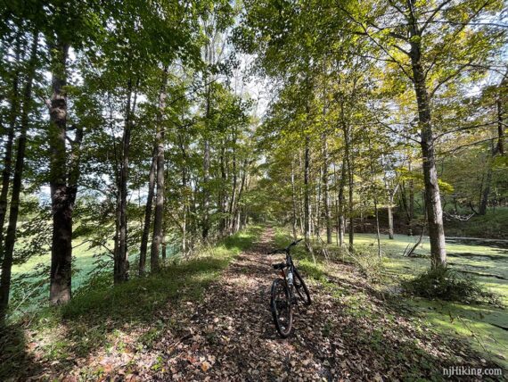 Bike on a narrow leaf covered trail next to a green swamp.
