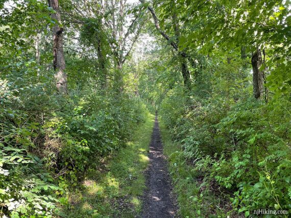 Narrow dirt path with grass on either side.