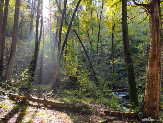 Sunlight streaming through a forest with a cascade in a stream nearby.