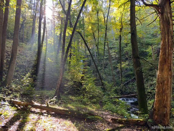 Sunlight streaming through a forest with a cascade in a stream nearby.