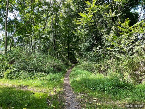 Narrow dirt trail surrounded by green trees and vegetation.