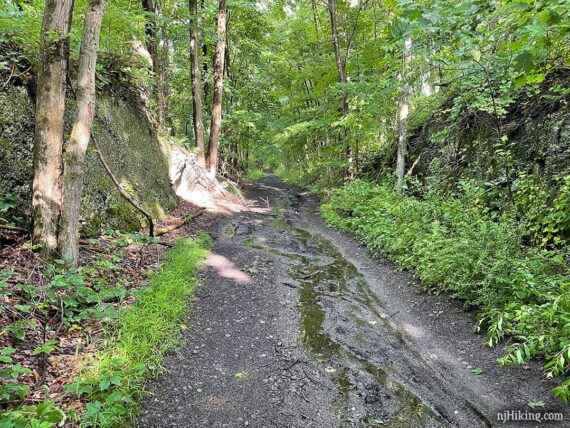 Wide muddy trail with long puddles.