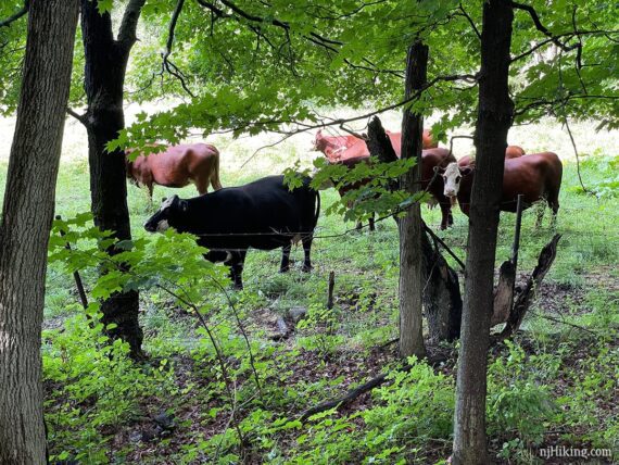 Group of cows behind a wire fence and looking through trees.