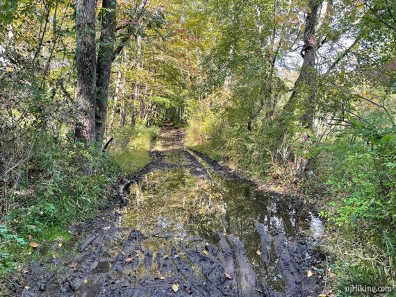 Very deep ruts and mud on a wide rail trail.