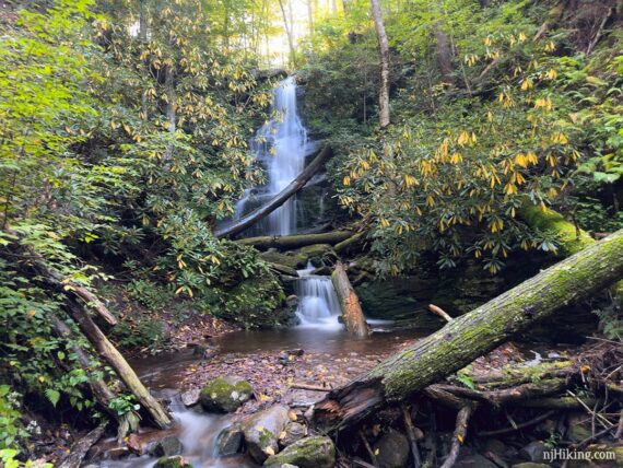 Wide view of a waterfall nestled in an alcove and surrounded by rhododendron turning yellow.