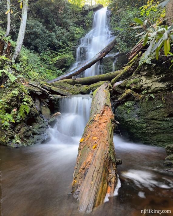 Vertical photo of a waterfall with a large fallen tree in the foreground.
