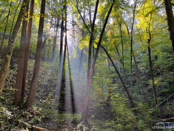 Sunlight streaming down into a forest in early morning mist.