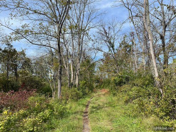 Narrow dirt rail-trail with grass on either side.