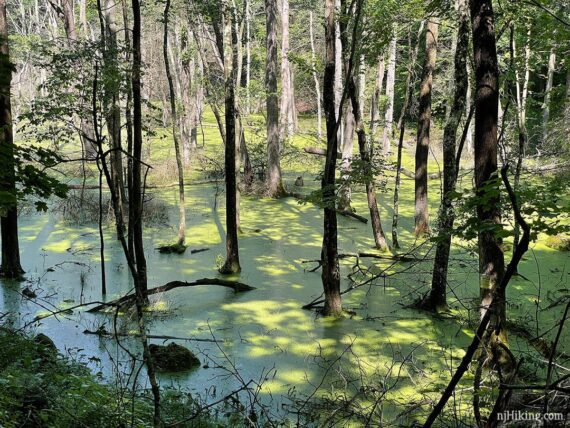 Deep algae covered water with many trees growing out of it.