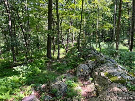 Rocky trail with ferns and green foliage.