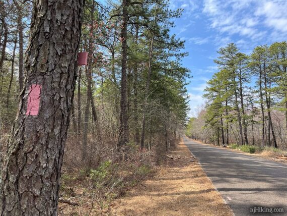 Pink Batona blaze on a tree next to the paved park road.