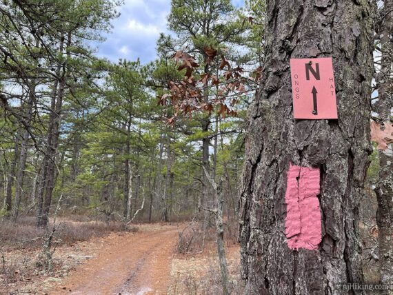 Pink Batona blaze and Ong's Hat marker on a pine tree.